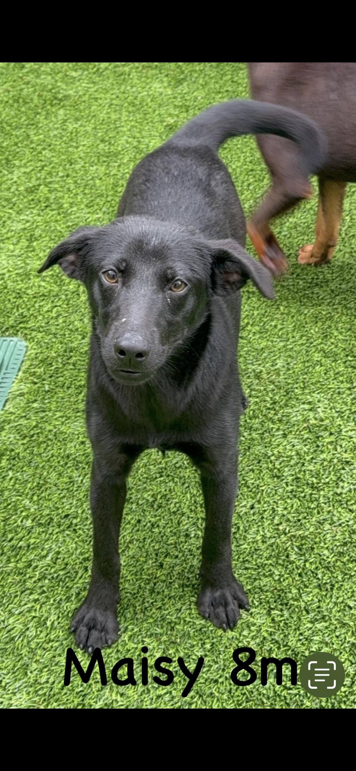 Maisie, Adoptable, Puppy Female Labrador Retriever.