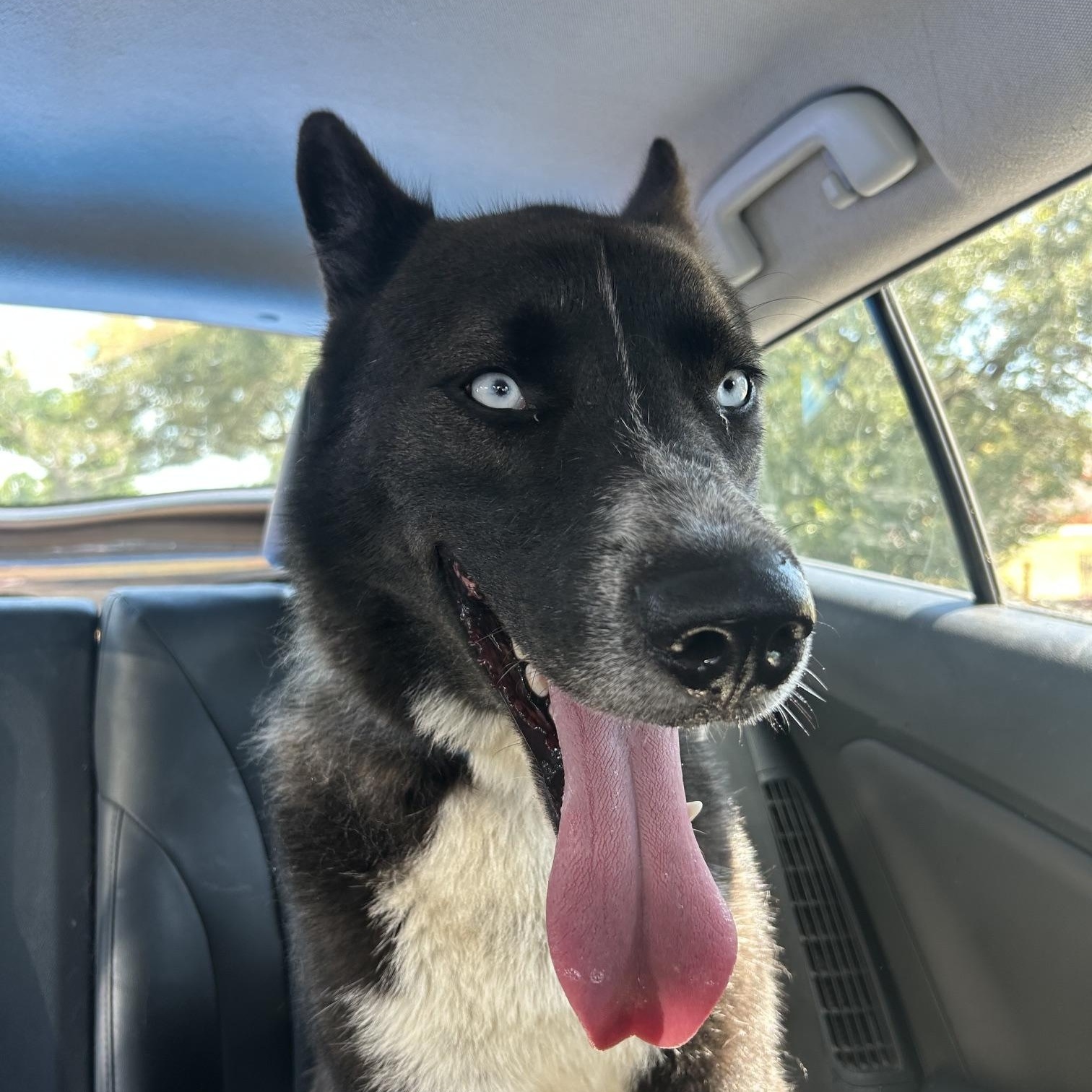 Trooper, a Adoptable mixed breed in Boise, ID image 6/6