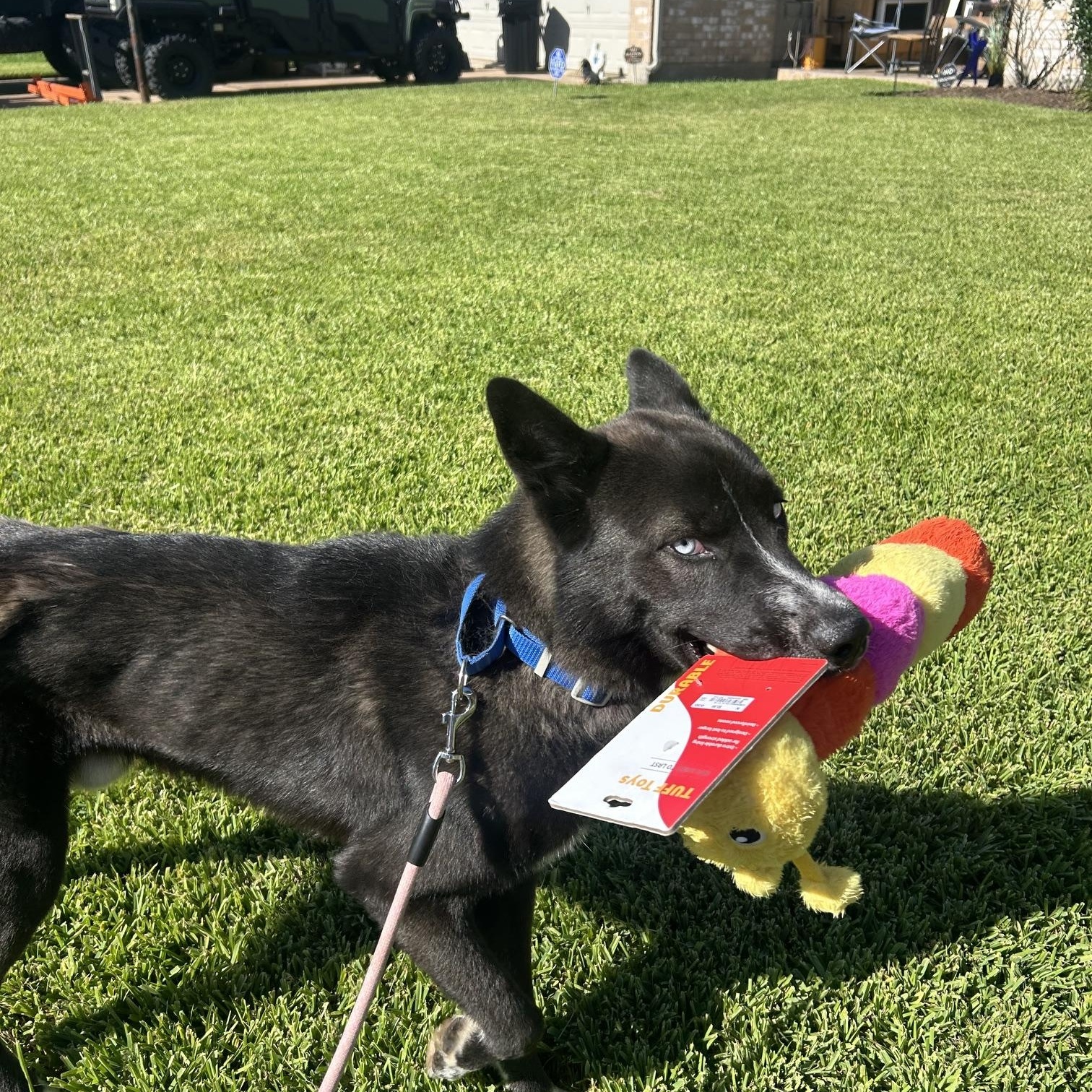 Trooper, Adoptable, Puppy Male Siberian Husky & Akita.