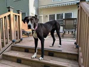 Sheba, a Adopted Great Dane in Pine Beach, NJ image 1/8