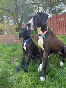 Sheba, a Adopted Great Dane in Pine Beach, NJ image 2/8