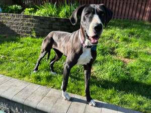 Sheba, a Adopted Great Dane in Pine Beach, NJ image 3/8