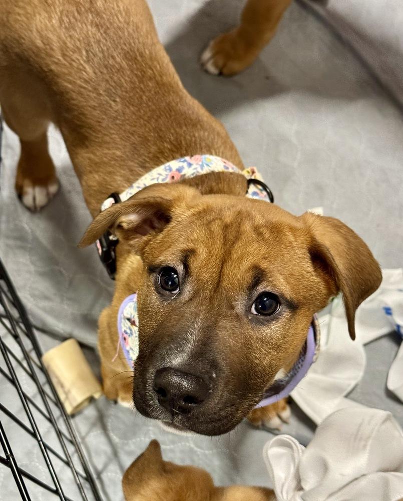 Enlarge Buttercup, a Adoptable mixed breed in Greenlawn, NY image 2/6