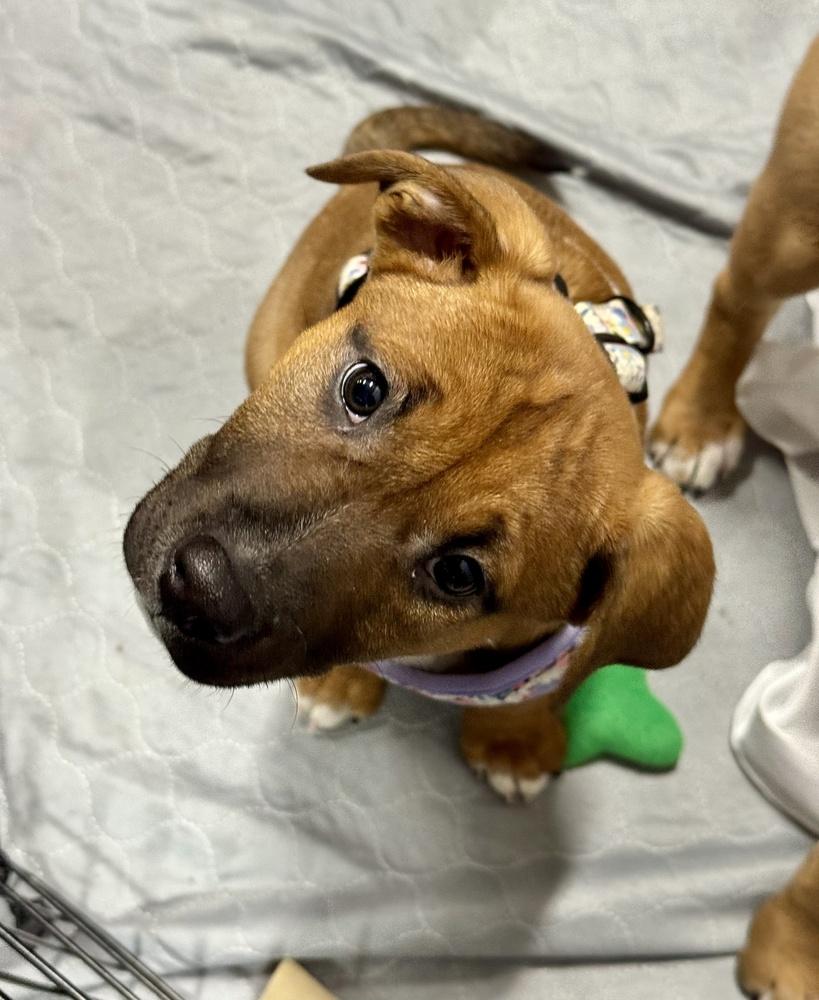 Enlarge Buttercup, a Adoptable mixed breed in Greenlawn, NY image 3/6