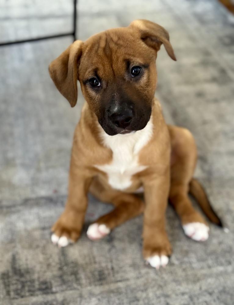 Enlarge Buttercup, a Adoptable mixed breed in Greenlawn, NY image 4/6