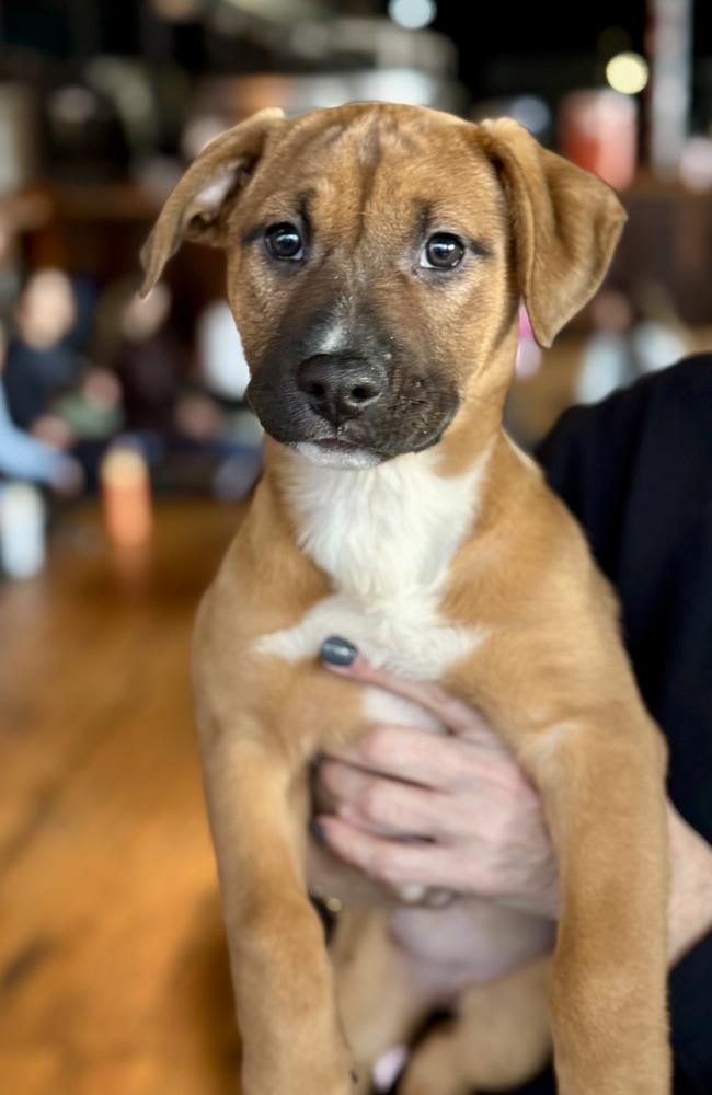 Buttercup thumbnail 2