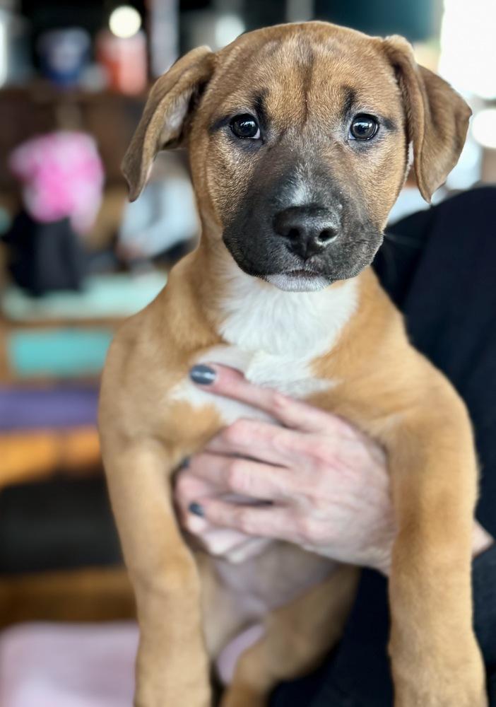 Enlarge Buttercup, a Adoptable mixed breed in Greenlawn, NY image 5/6