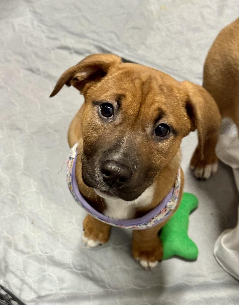 Enlarge Buttercup, a Adoptable mixed breed in Greenlawn, NY image 6/6