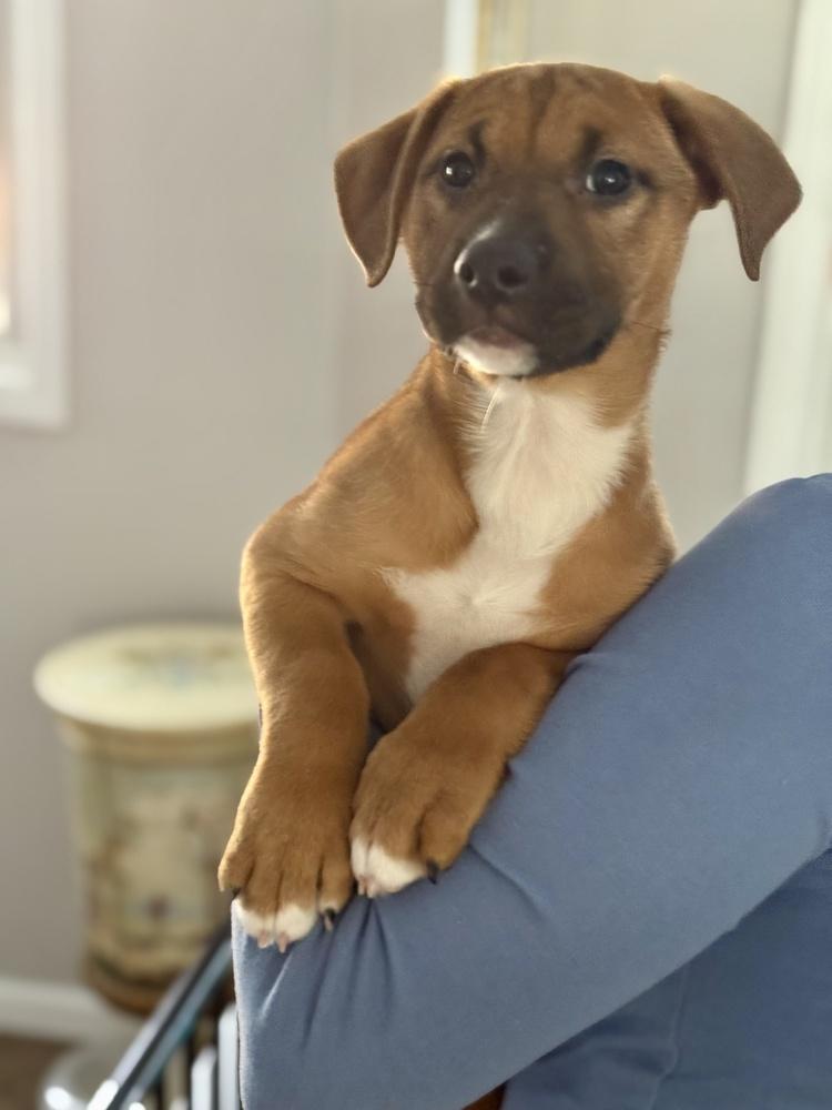 Buttercup thumbnail 5