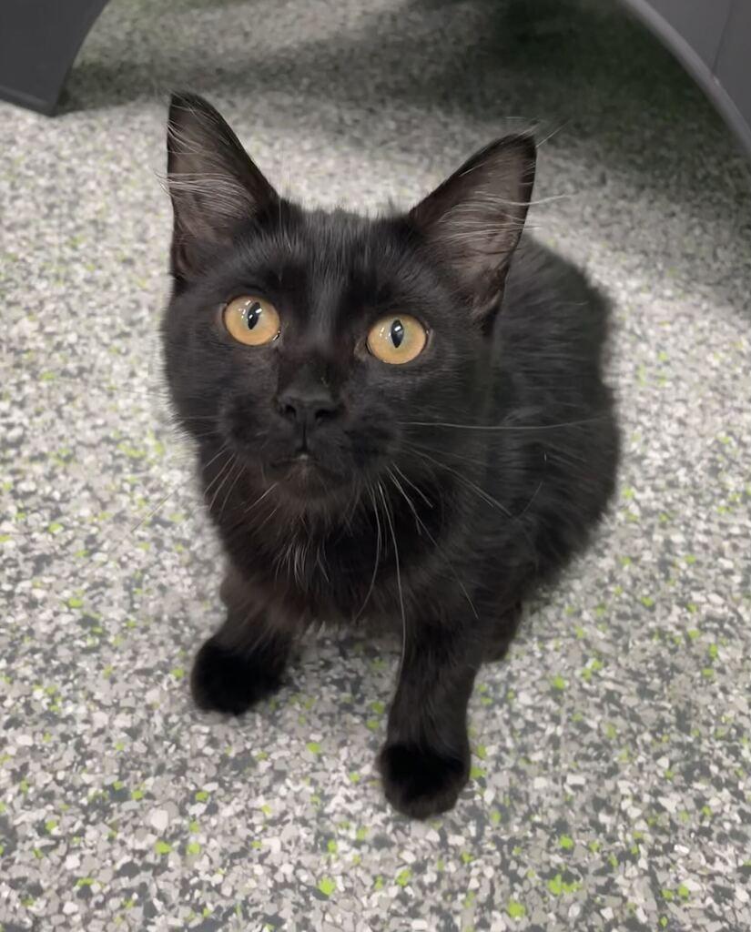 Mallory, Adopted, Kitten Female Domestic Long Hair.
