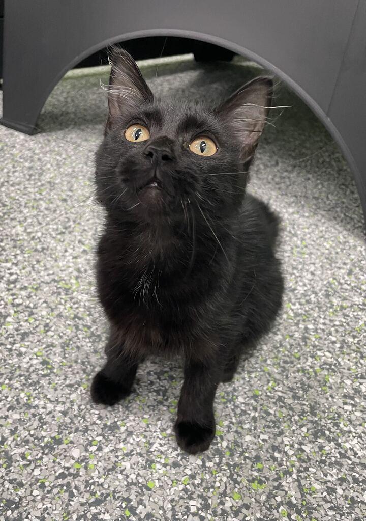 Enlarge Mallory, a Adopted Domestic Long Hair in Jackson, MI image 5/5