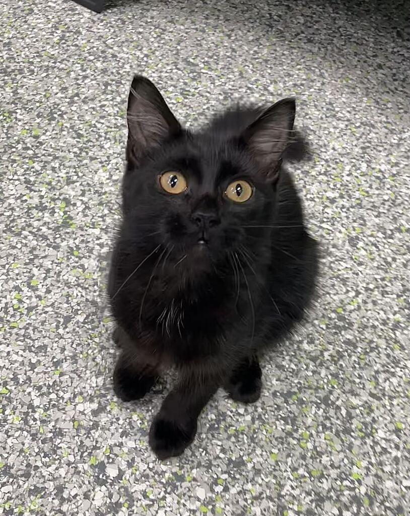 Enlarge Mallory, a Adopted Domestic Long Hair in Jackson, MI image 2/5
