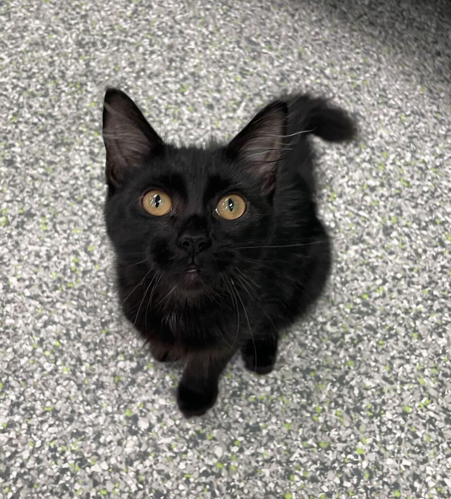 Enlarge Mallory, a Adopted Domestic Long Hair in Jackson, MI image 4/5