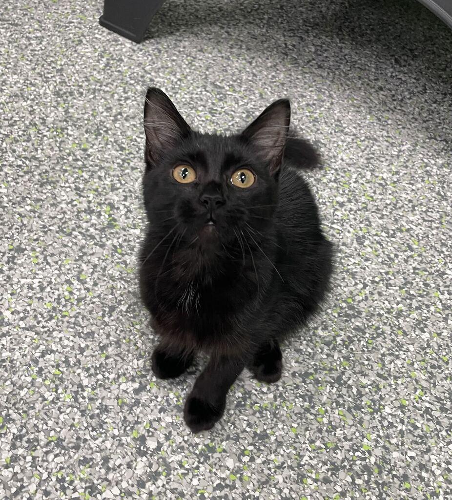 Enlarge Mallory, a Adopted Domestic Long Hair in Jackson, MI image 3/5