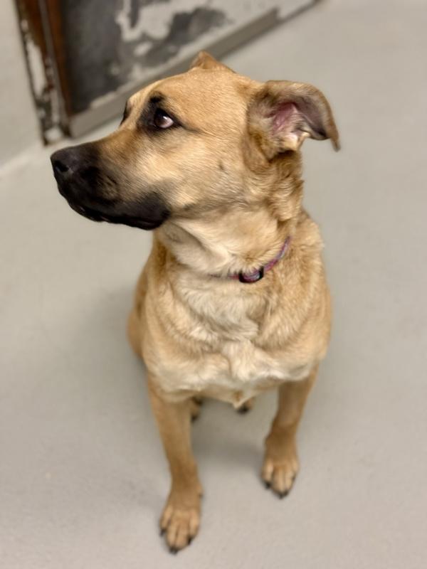 Theodore, Adoptable, Young Male Mixed Breed.