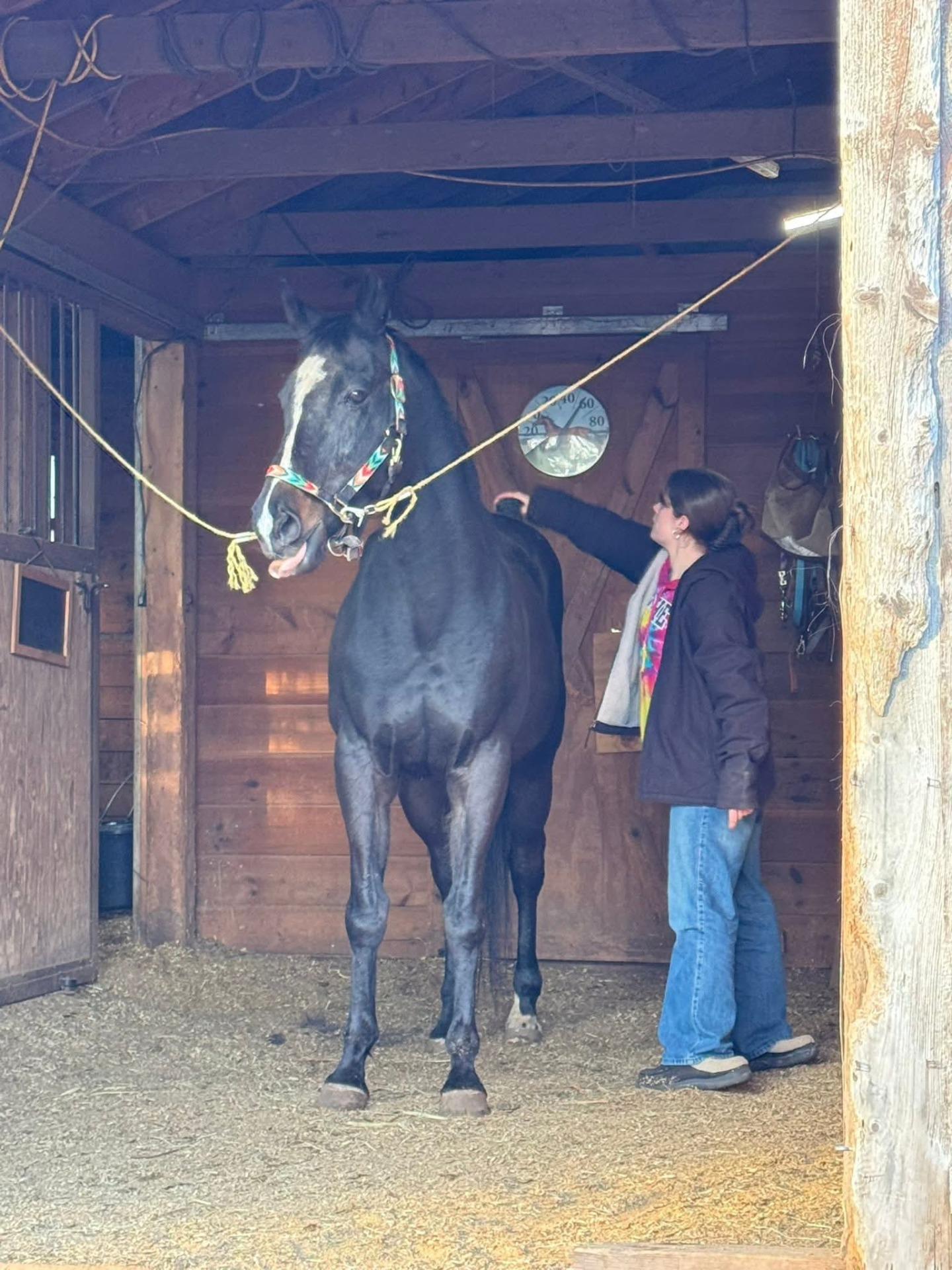 Freya, Adoptable, Senior Female Thoroughbred.