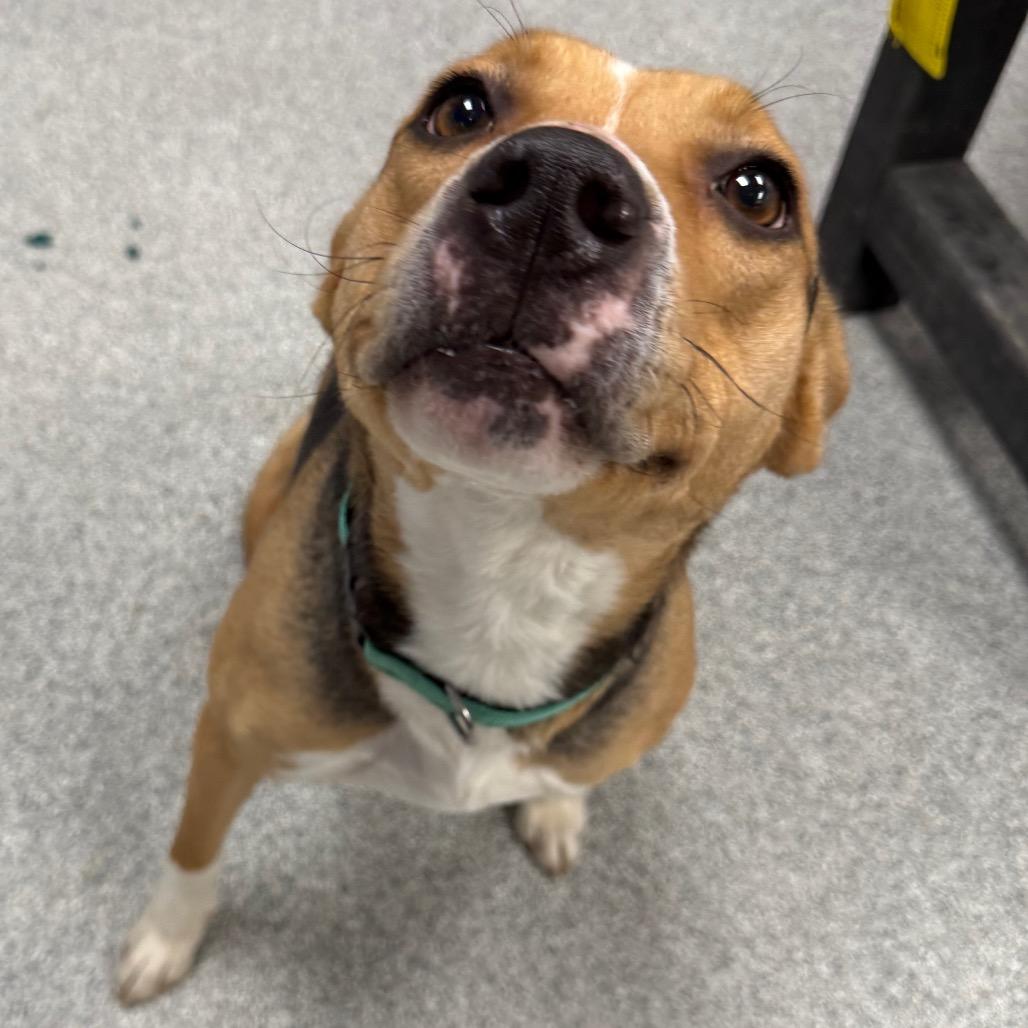 Enlarge M&M, an adopted Mixed Breed in Monticello, IA image 5/6