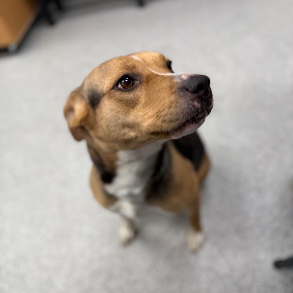 Enlarge M&M, an adopted Mixed Breed in Monticello, IA image 3/6