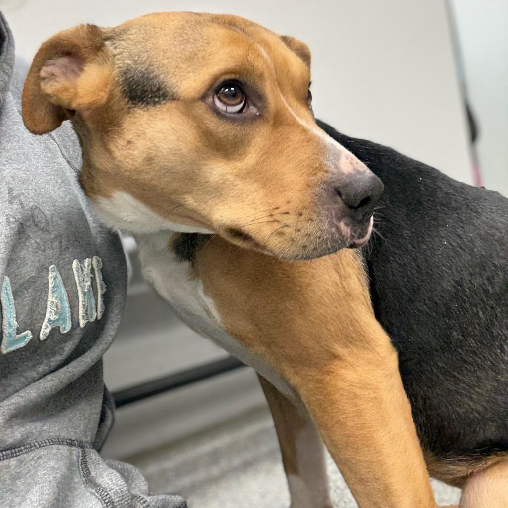 Enlarge M&M, an adopted Mixed Breed in Monticello, IA image 4/6