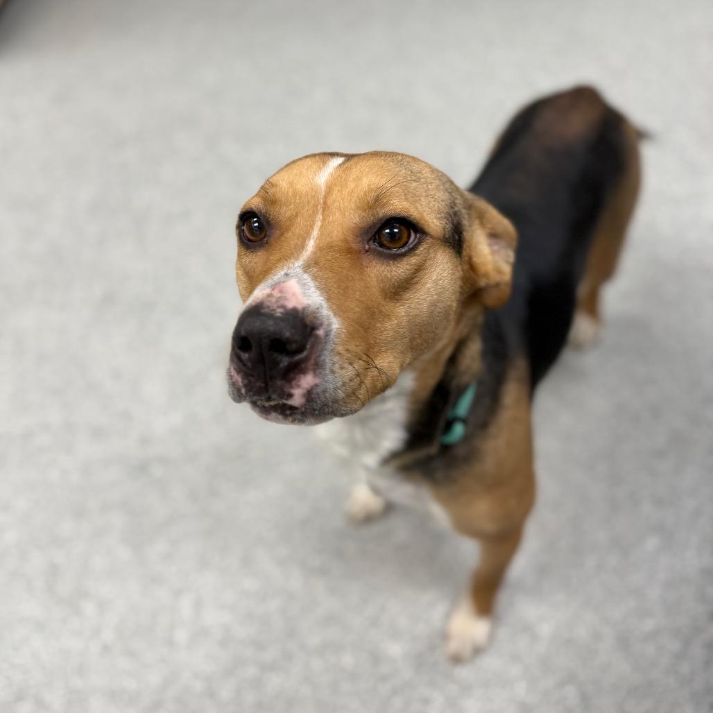 Enlarge M&M, an adopted Mixed Breed in Monticello, IA image 2/6