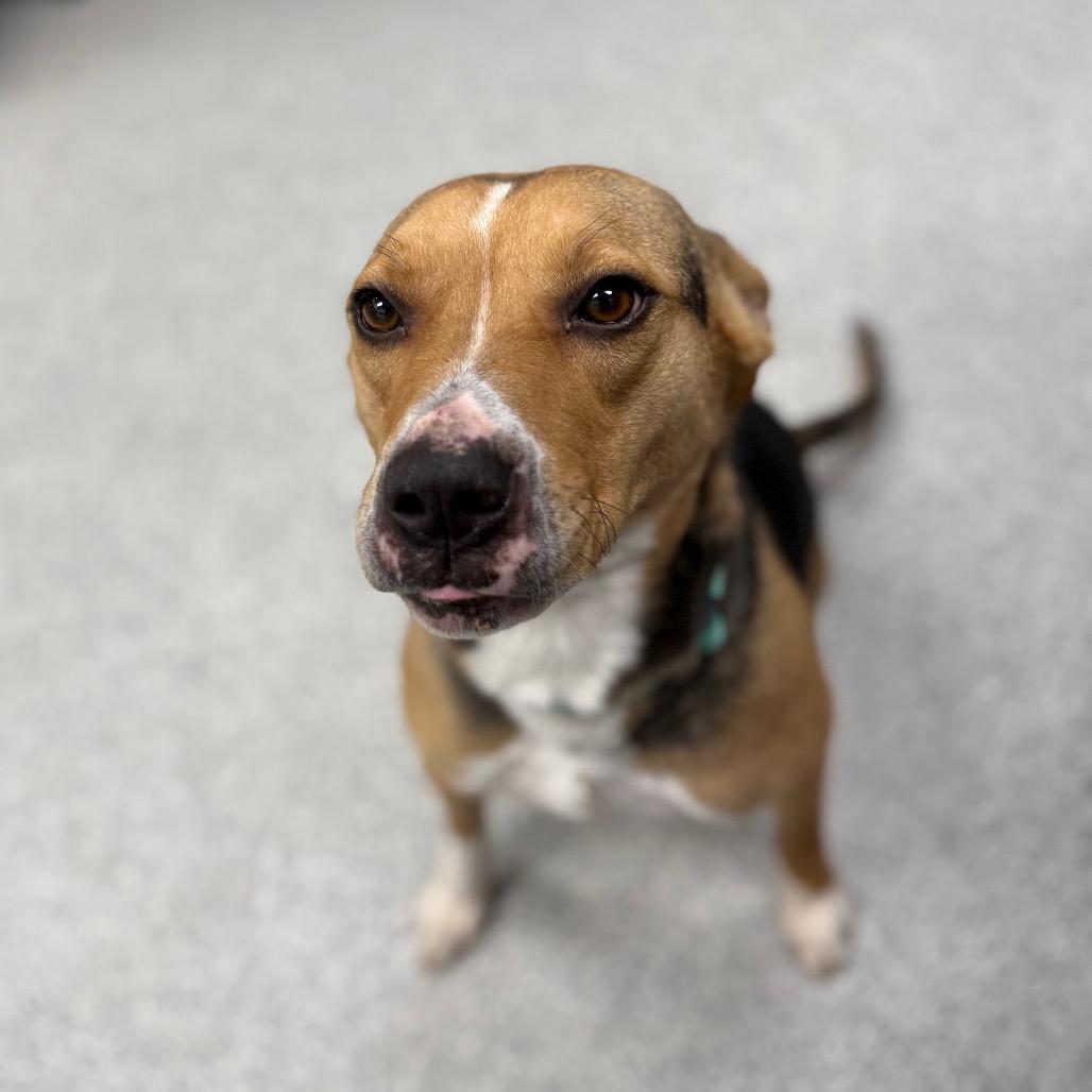 M&M, adopted, Adult Female Mixed Breed.