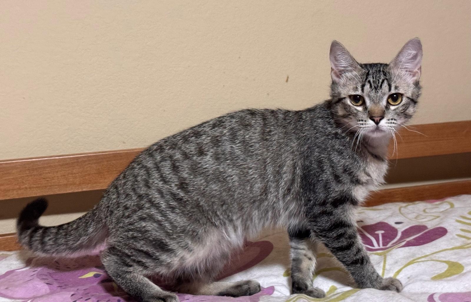 Grayson, Adoptable, Young Male Domestic Short Hair & Tabby.