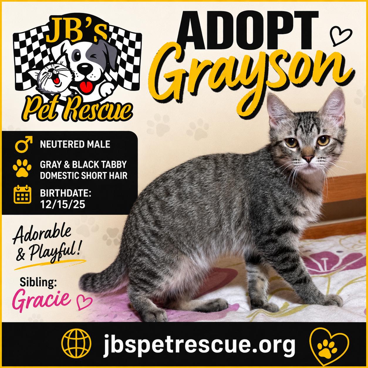 Enlarge Grayson, a Adoptable mixed breed in Mesquite, TX image 2/2