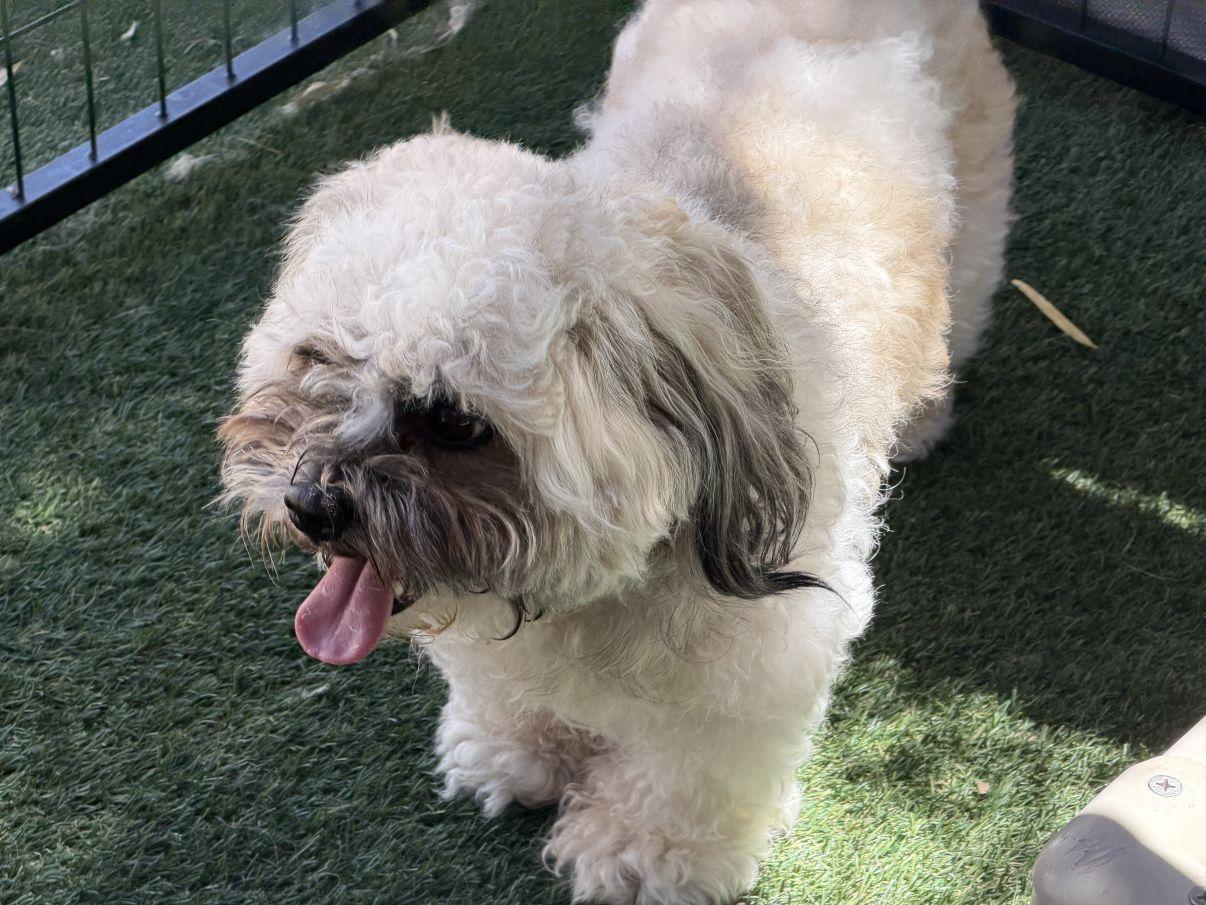 Enlarge Jayden, an adopted Shih Tzu in El Paso, TX image 3/6
