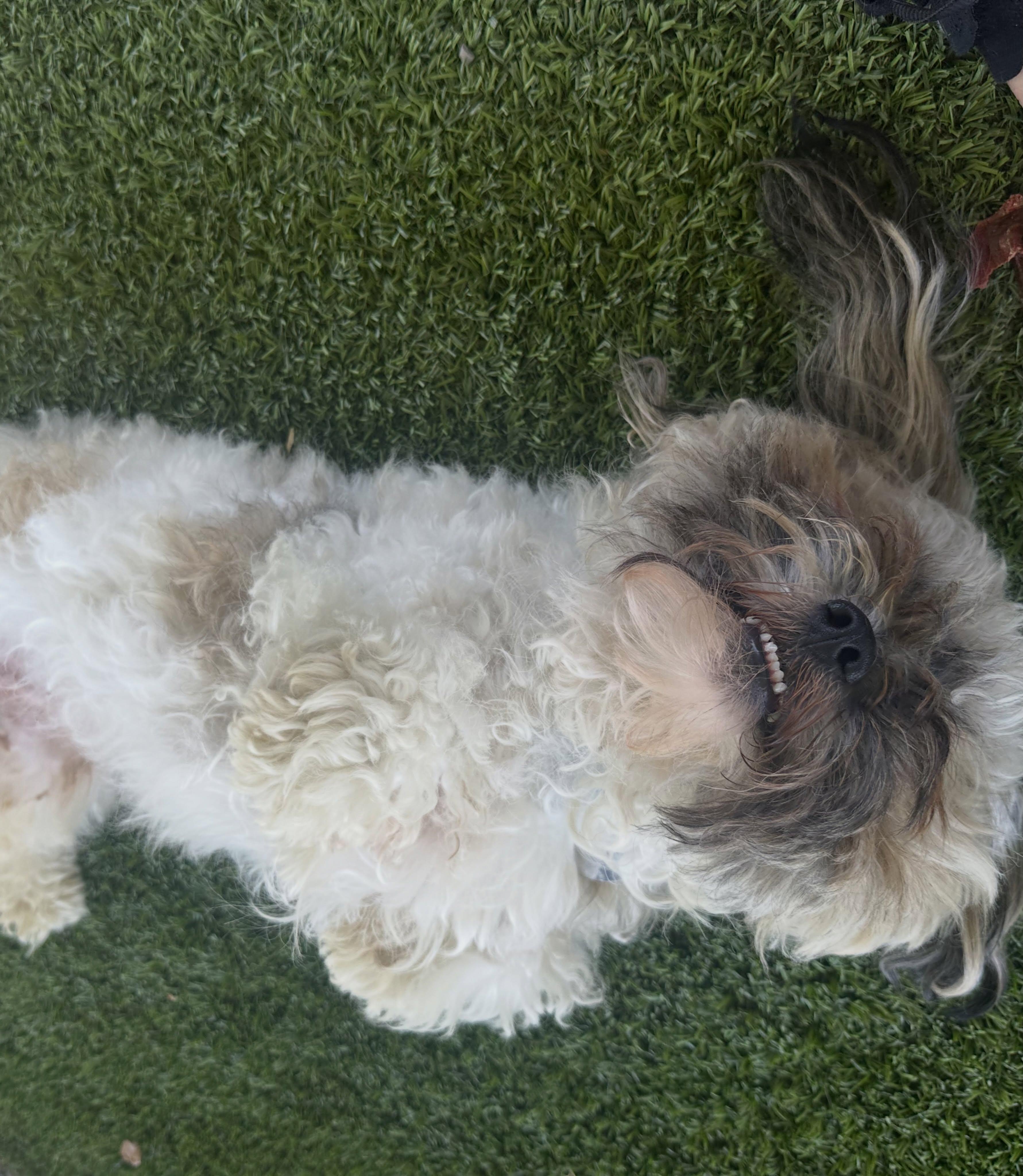 Enlarge Jayden, an adopted Shih Tzu in El Paso, TX image 6/6