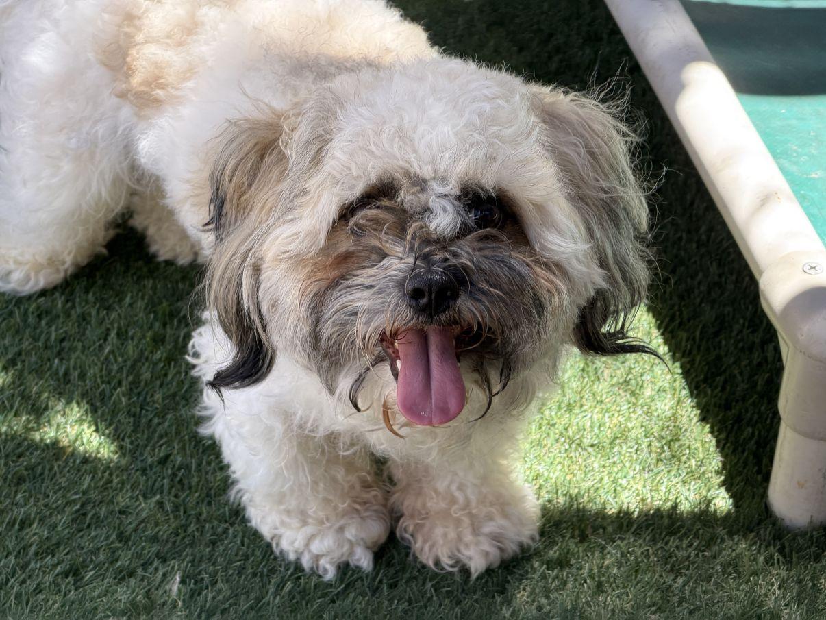 Enlarge Jayden, an adopted Shih Tzu in El Paso, TX image 2/6
