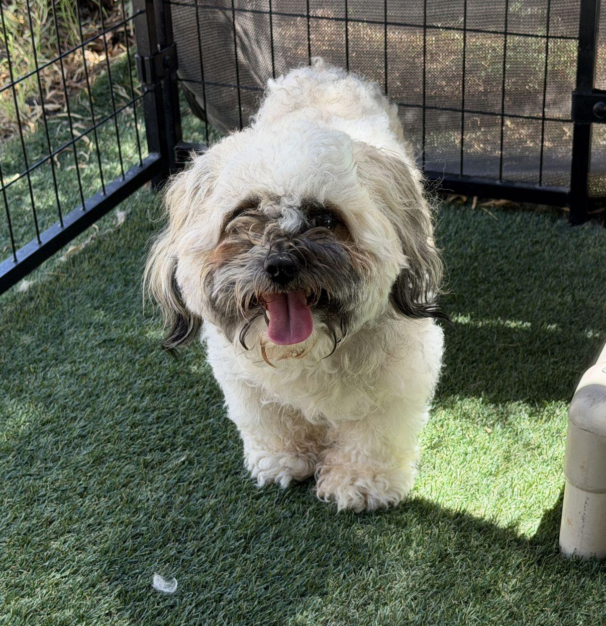 Enlarge Jayden, an adopted Shih Tzu in El Paso, TX image 5/6