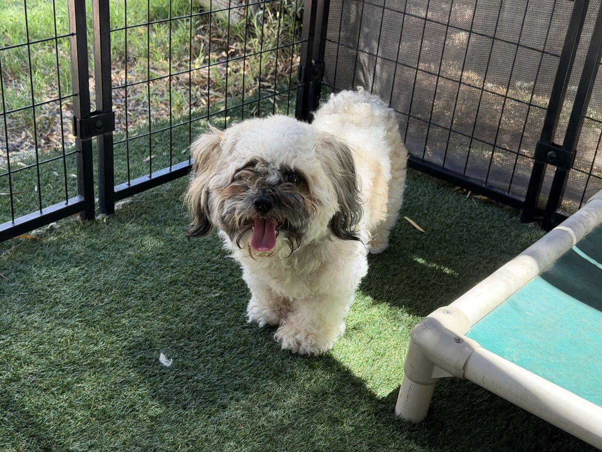 Enlarge Jayden, an adopted Shih Tzu in El Paso, TX image 4/6