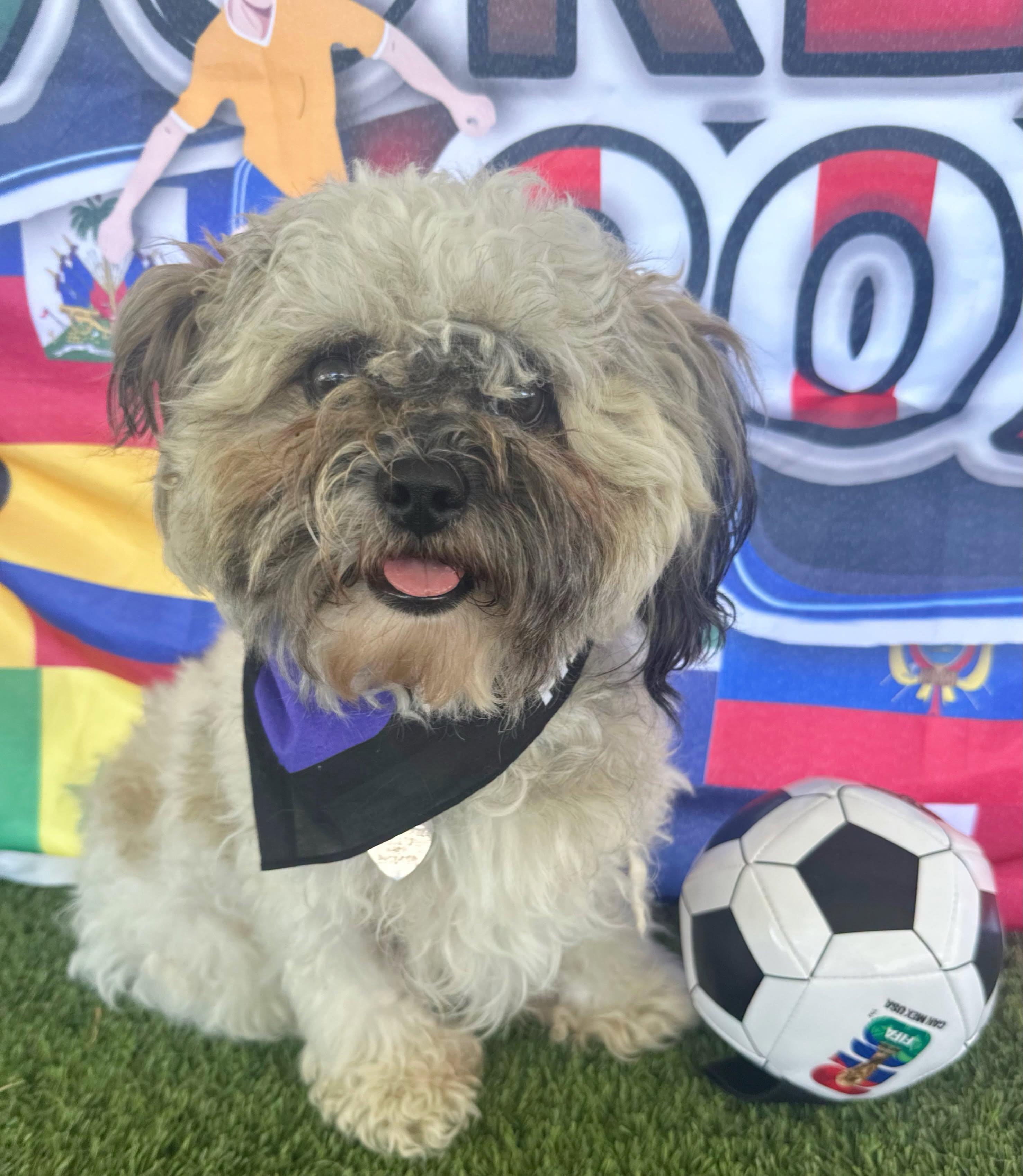 Jayden, adopted, Young Male Shih Tzu.