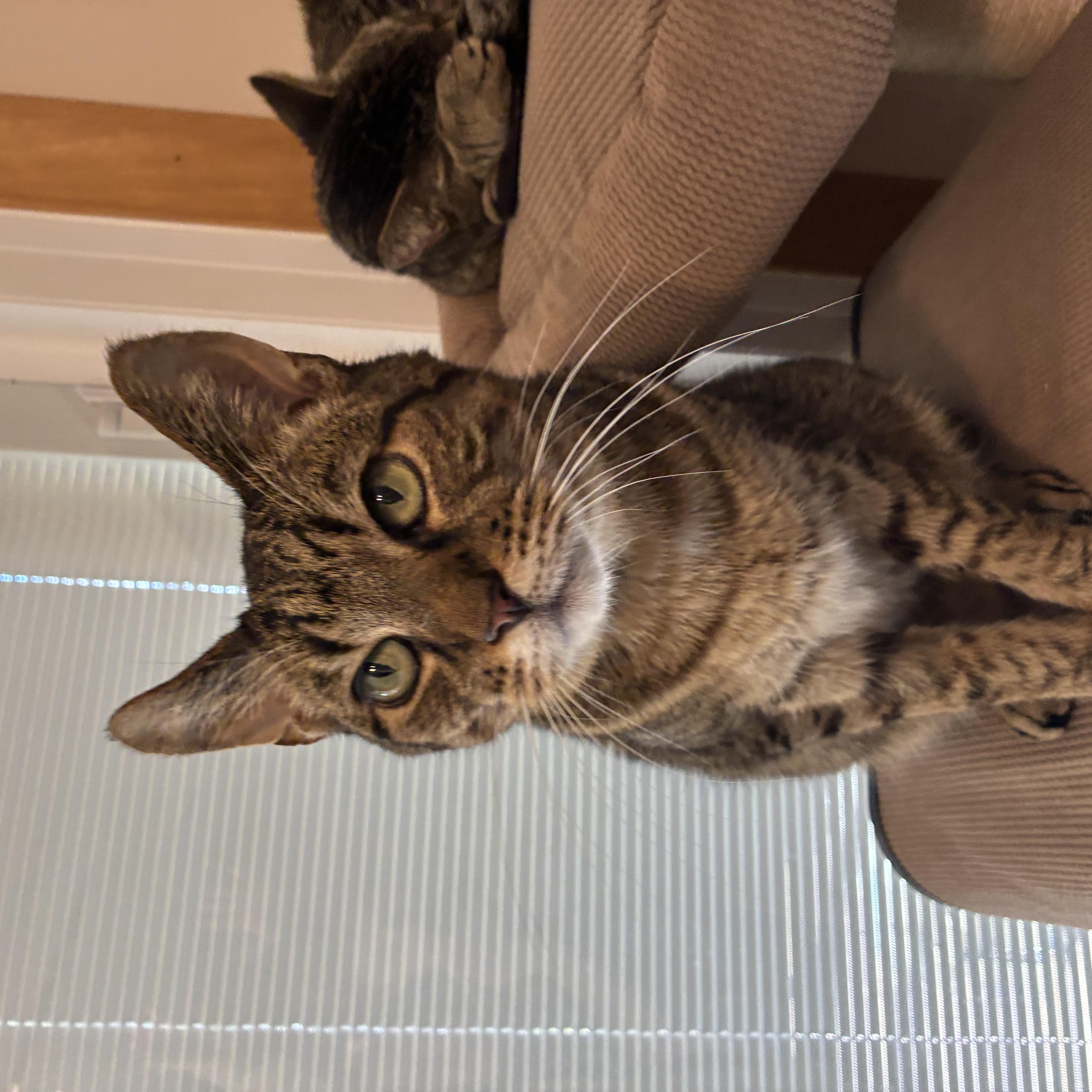 Sport, a ADOPTABLE Domestic Short Hair in Ruther Glen, VA image 3/3