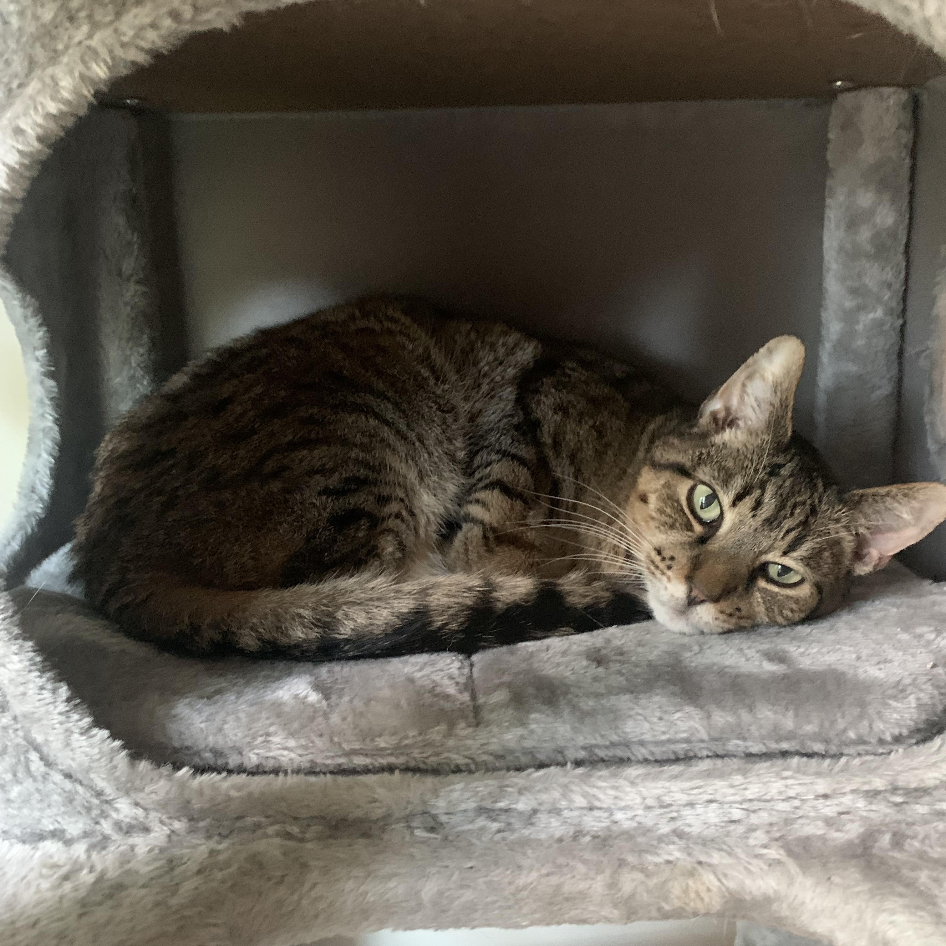 Sport, a ADOPTABLE Domestic Short Hair in Ruther Glen, VA image 2/3
