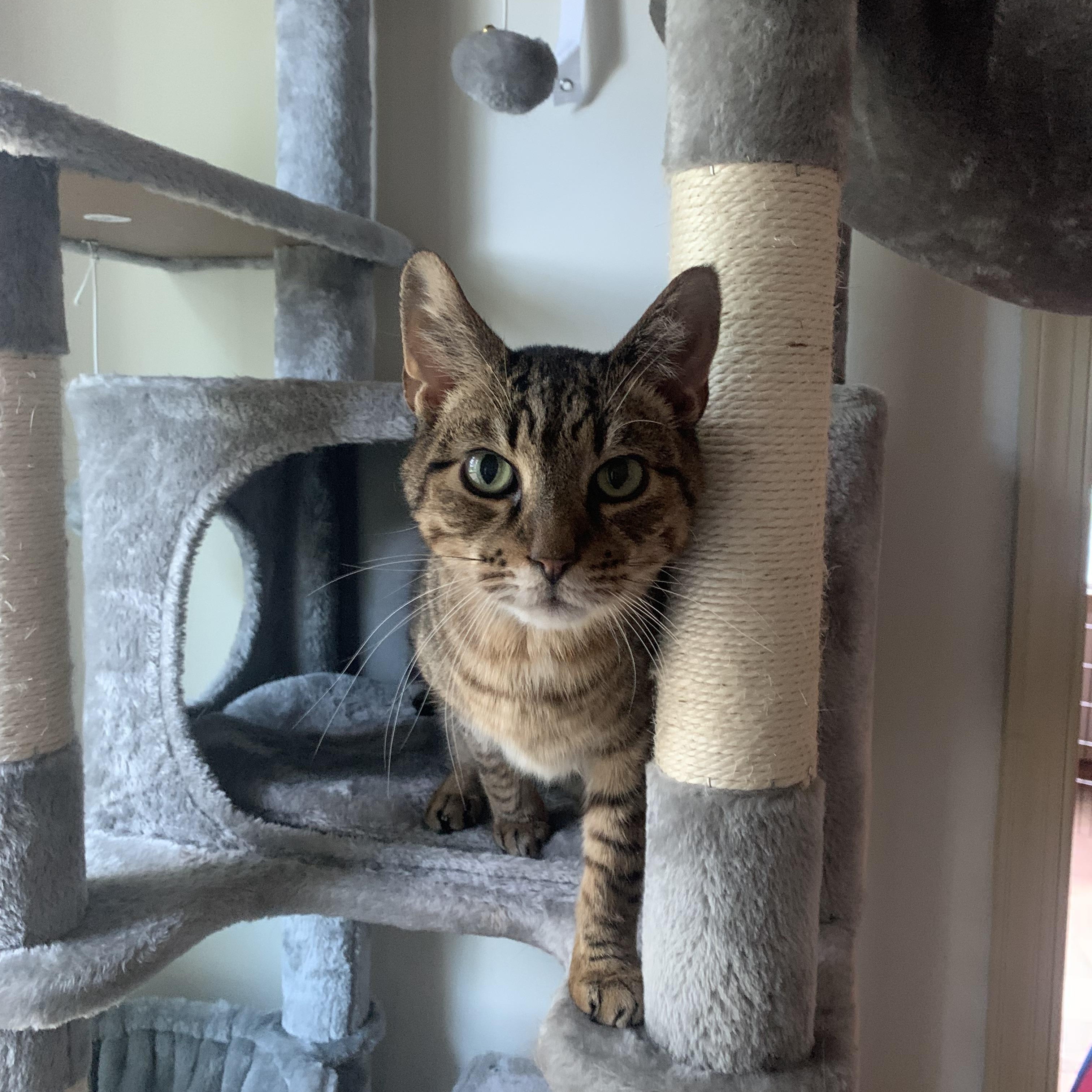 Sport, ADOPTABLE, Senior Male Domestic Short Hair.