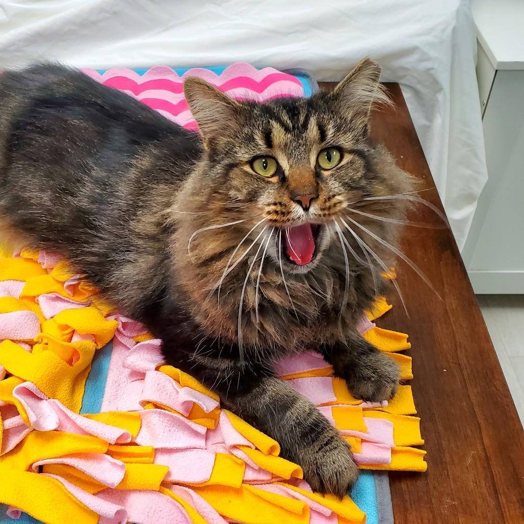 Enlarge Timber, a Adoptable Domestic Long Hair in PITTSBURGH, PA image 1/1