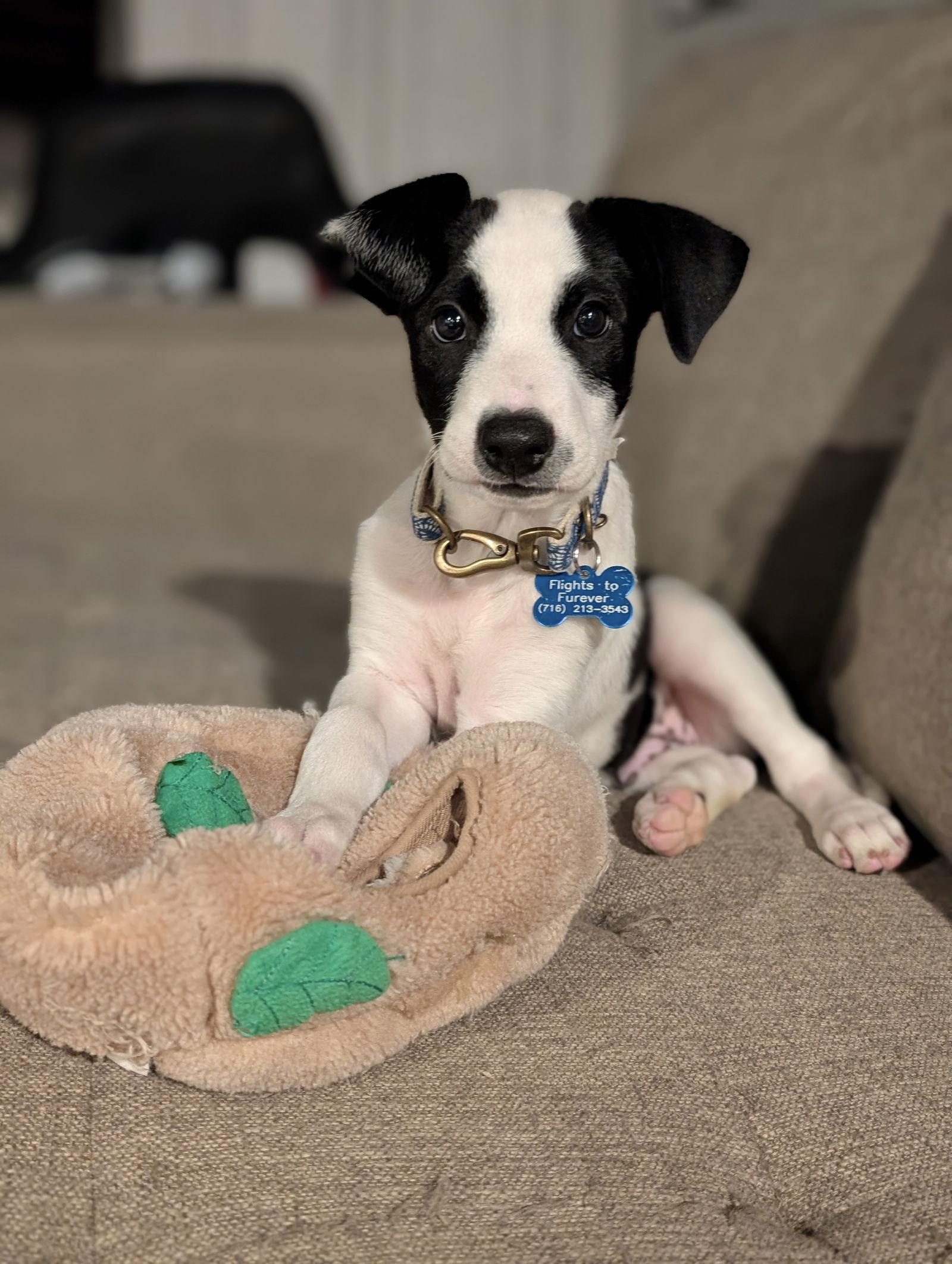 Ziggy, Adopted, Puppy Male Border Collie.