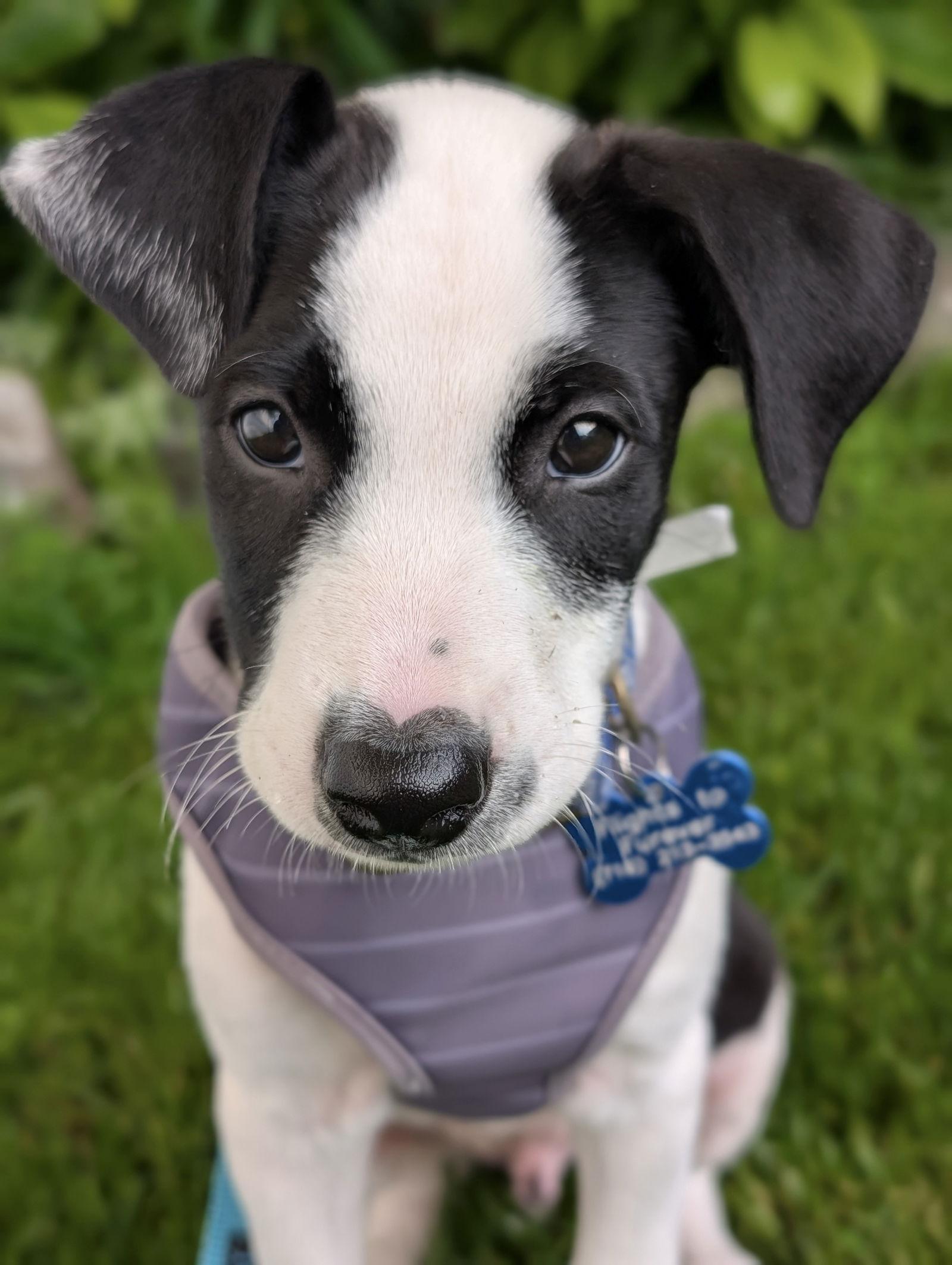 Ziggy, a Adopted Border Collie in Springville, NY image 2/3