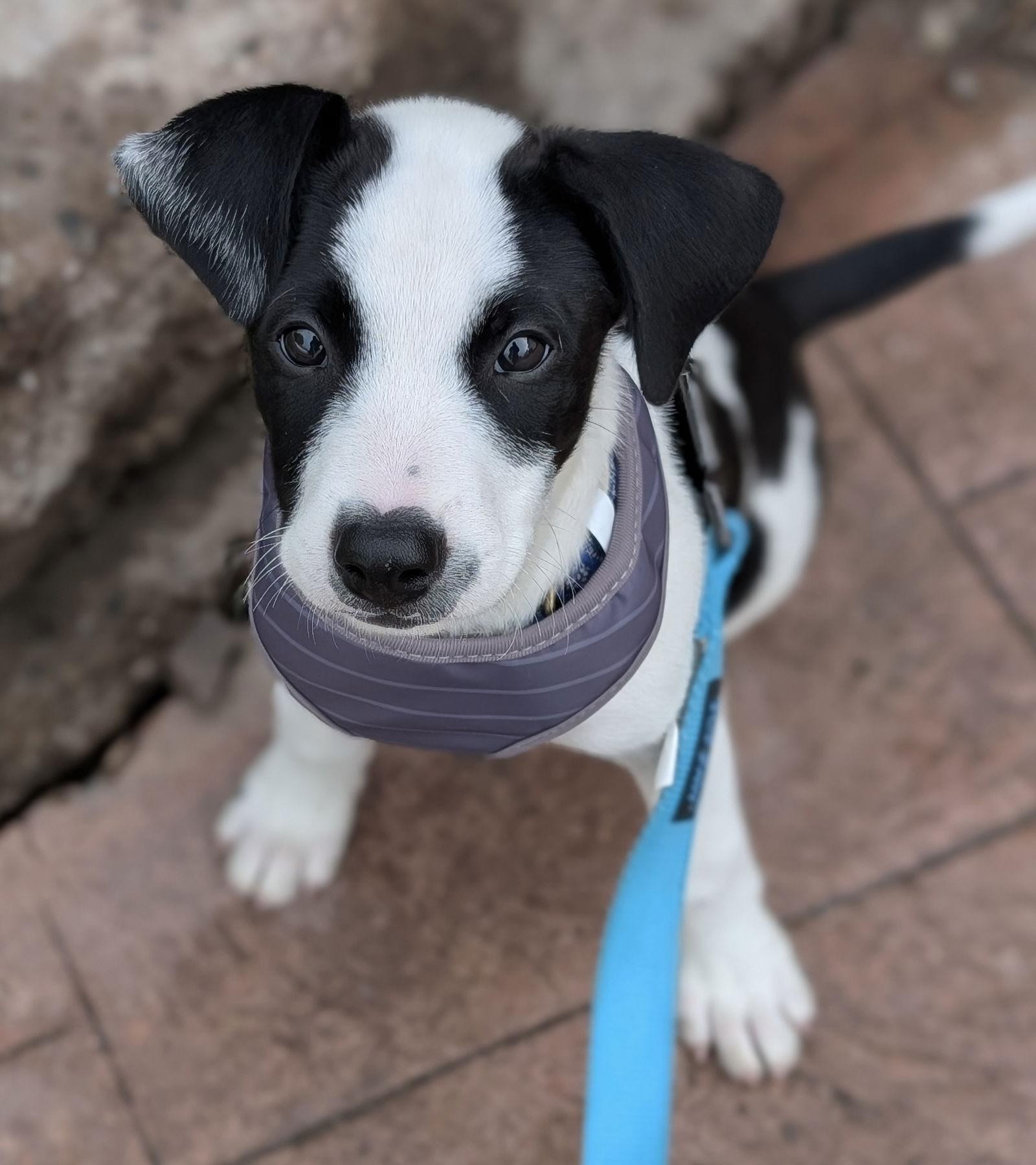 Ziggy, a Adopted Border Collie in Springville, NY image 3/3