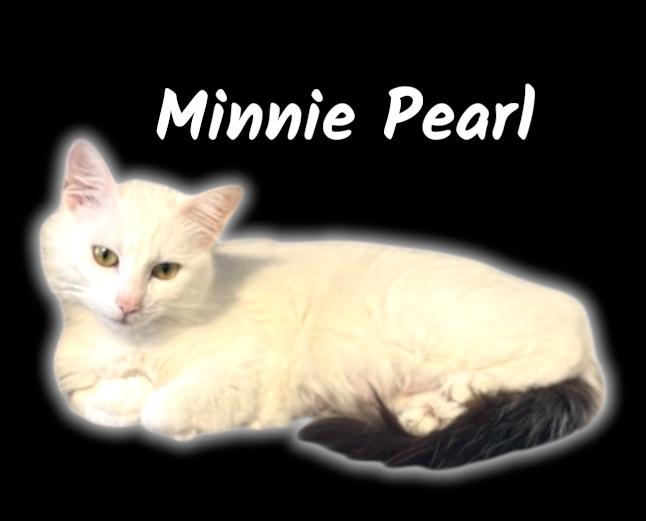 Enlarge Minnie Pearl, an adopted Domestic Short Hair in Auburn, CA image 1/1