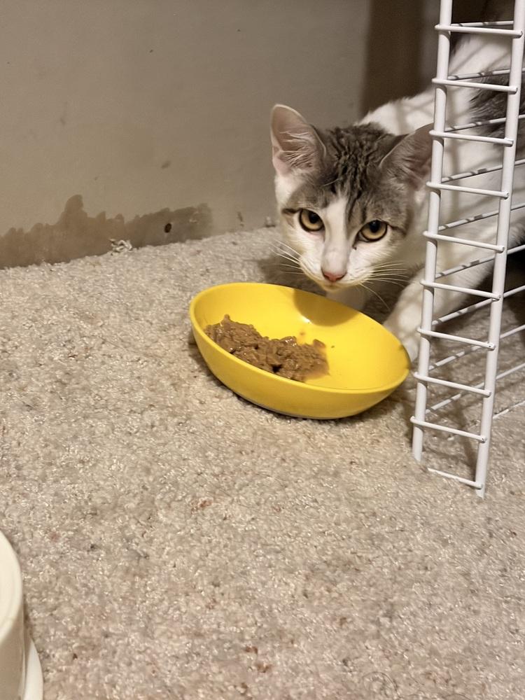 ALVA, Adoptable, Kitten Female Domestic Short Hair.