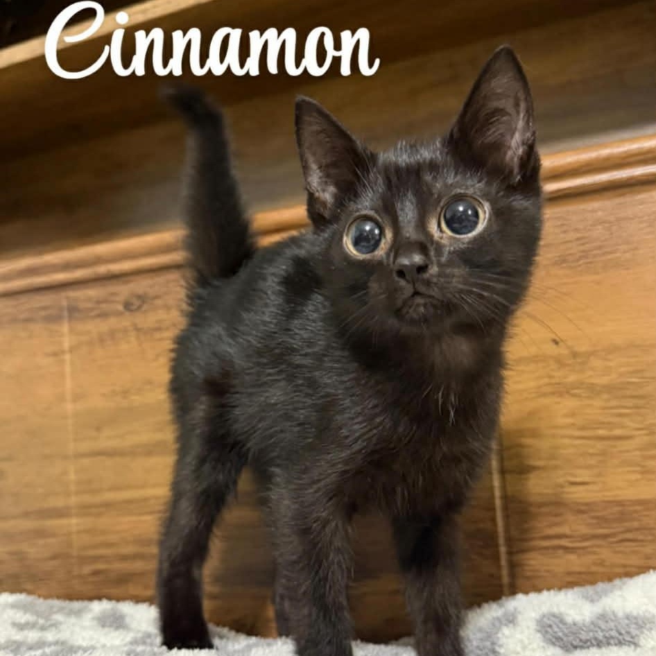 Baby Cinnamon, Adoptable, Kitten Male Bombay & Domestic Short Hair.