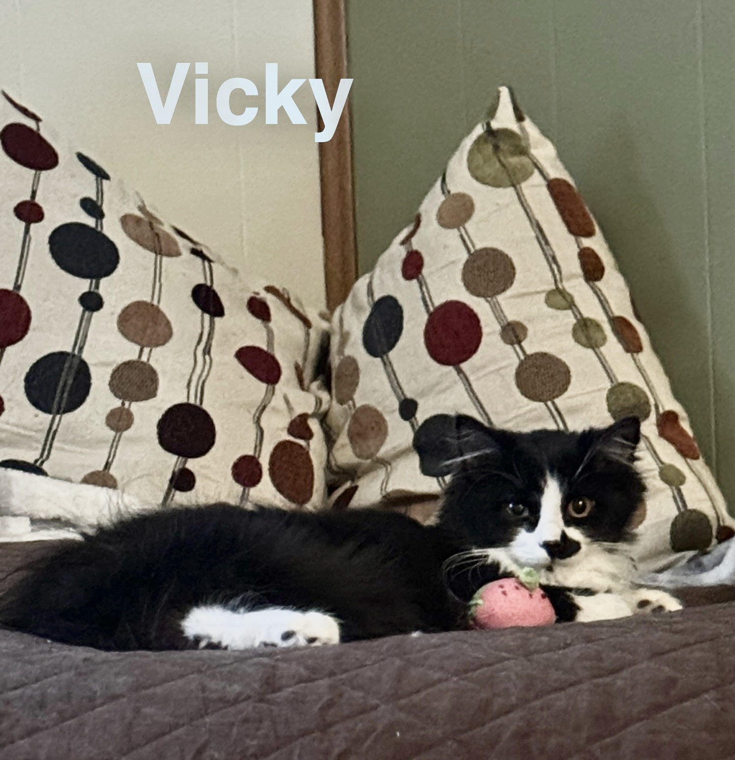 Vicky, Adopted, Young Female Domestic Long Hair.