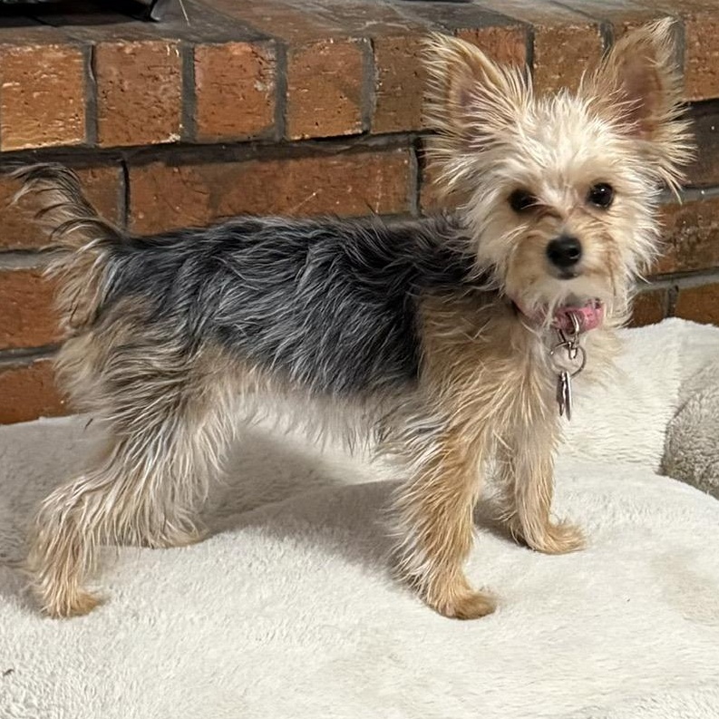 Enlarge Halo, a Adoptable Yorkshire Terrier in Plano, TX image 1/3