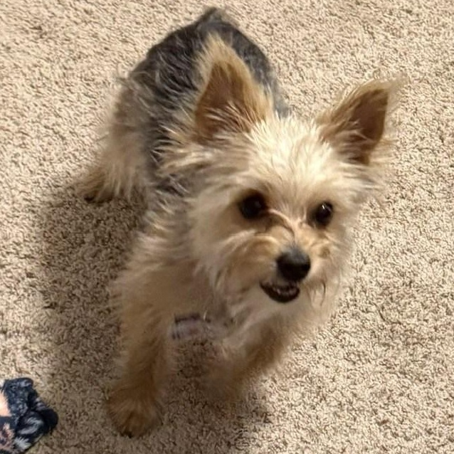 Enlarge Halo, a Adoptable Yorkshire Terrier in Plano, TX image 2/3