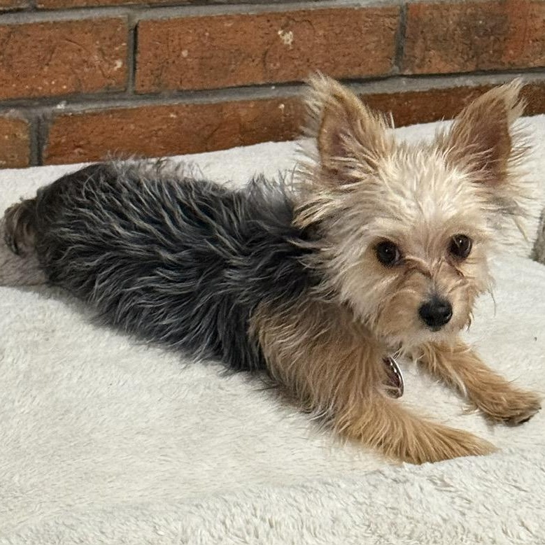 Enlarge Halo, a Adoptable Yorkshire Terrier in Plano, TX image 3/3