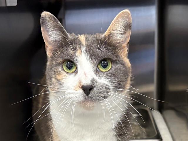 GINGER SNAP, Adoptable, Young Female Domestic Short Hair.