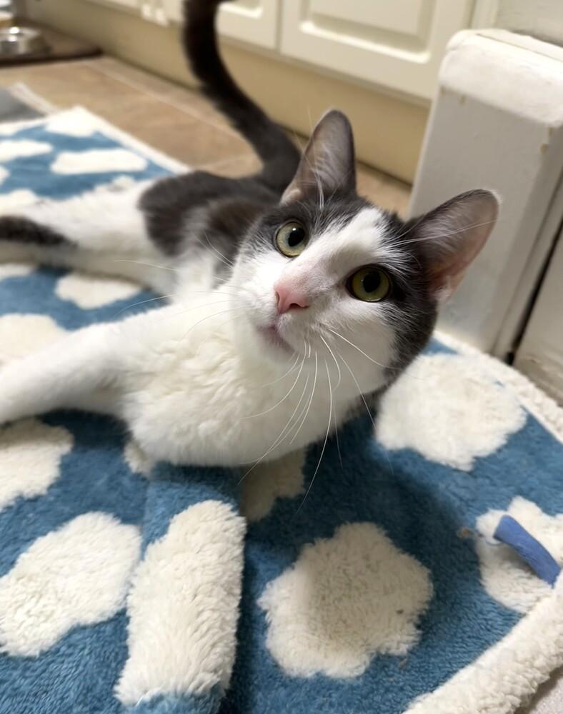 Hemmy, Adoptable, Young Male Domestic Short Hair.