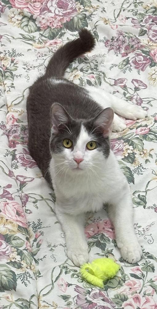 Enlarge Hemmy, a Adoptable mixed breed in Elmsford, NY image 3/6